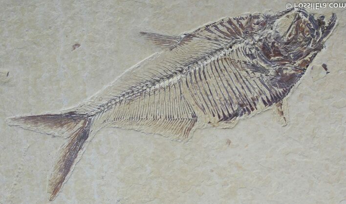 / Inch Diplomystus Fossil Fish #805